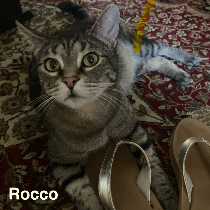 Jen's Cat Care-Lincoln Roseville  Rocklin