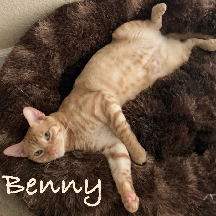 Jen's Cat Care-Lincoln Roseville  Rocklin