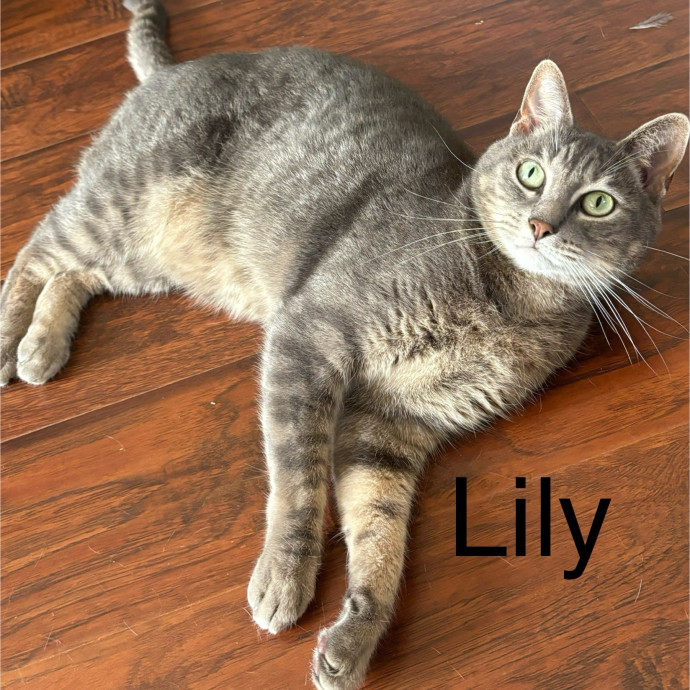 Jen's Cat Care-Lincoln Roseville  Rocklin