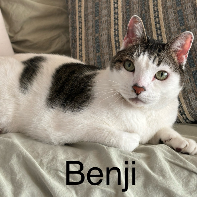 Jen's Cat Care-Lincoln Roseville  Rocklin