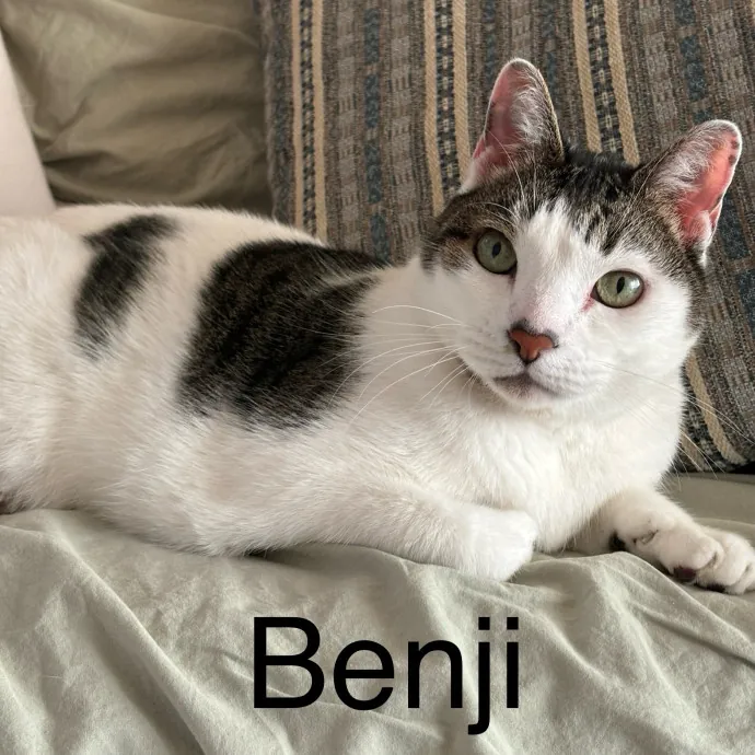 Jen's Cat Care-Lincoln Roseville  Rocklin
