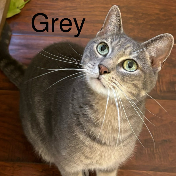 Jen's Cat Care-Lincoln Roseville  Rocklin