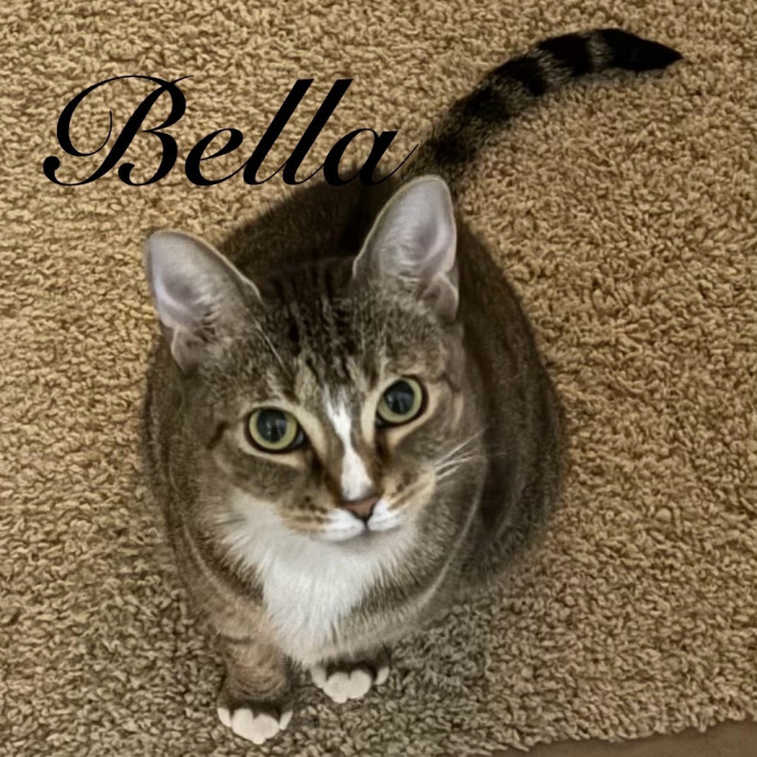 Jen's Cat Care-Lincoln Roseville  Rocklin