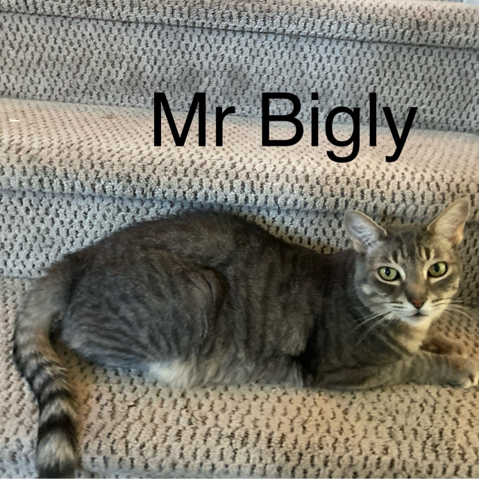 Jen's Cat Care-Lincoln Roseville  Rocklin