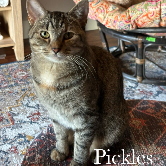 Jen's Cat Care-Lincoln Roseville  Rocklin