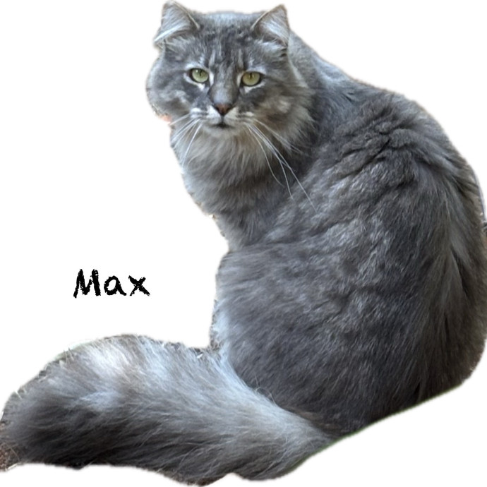 Jen's Cat Care-Lincoln Roseville  Rocklin