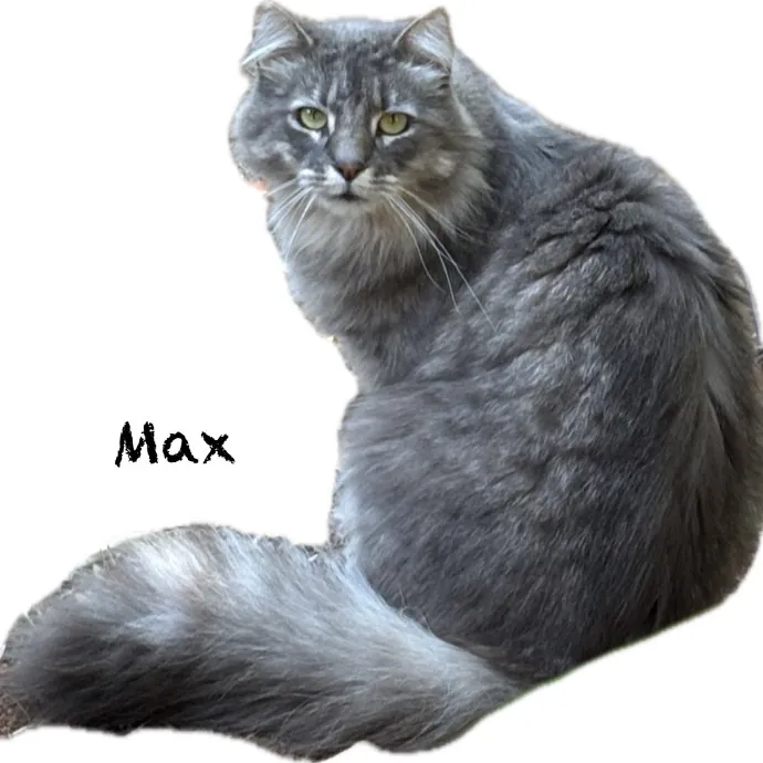 Jen's Cat Care-Lincoln Roseville  Rocklin