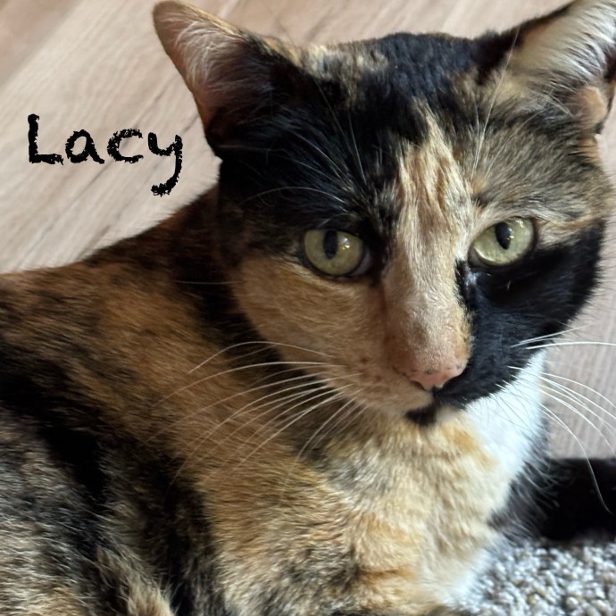 Jen's Cat Care-Lincoln Roseville  Rocklin