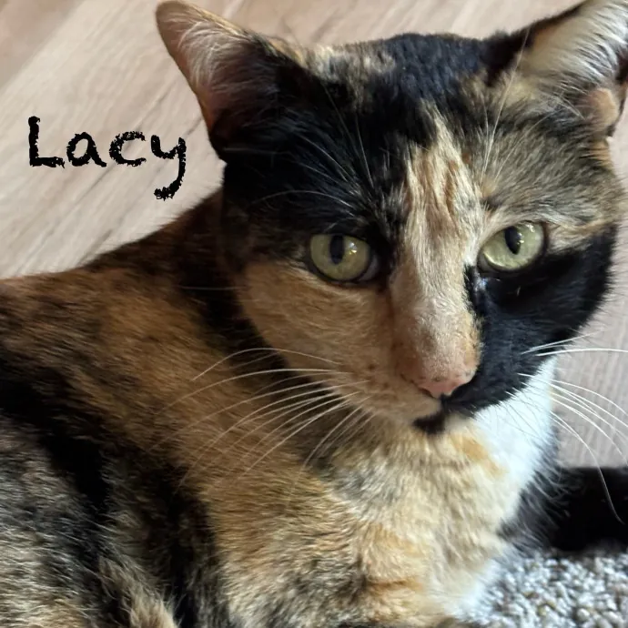 Jen's Cat Care-Lincoln Roseville  Rocklin