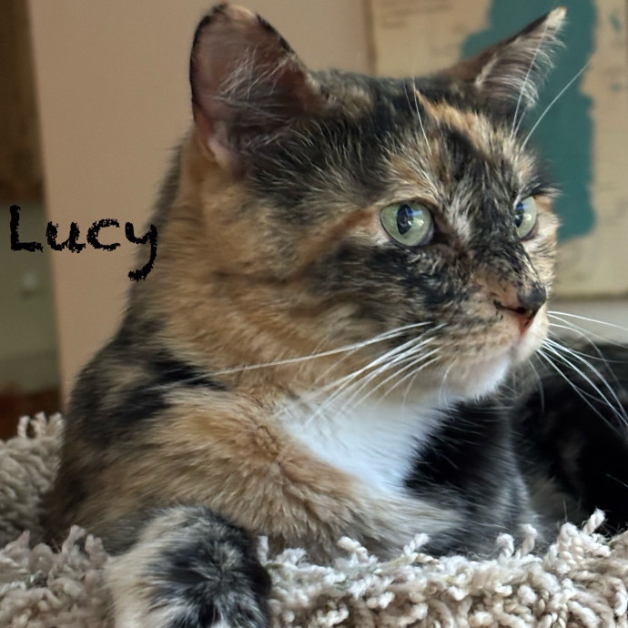 Jen's Cat Care-Lincoln Roseville  Rocklin