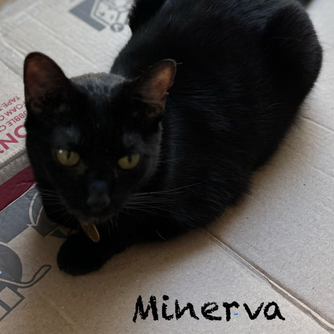 Jen's Cat Care-Lincoln Roseville  Rocklin