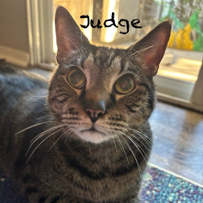 Jen's Cat Care-Lincoln Roseville  Rocklin