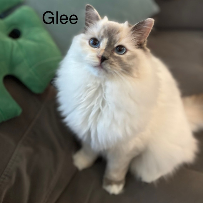 Jen's Cat Care-Lincoln Roseville  Rocklin