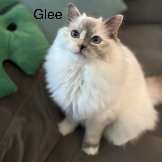 Jen's Cat Care-Lincoln Roseville  Rocklin