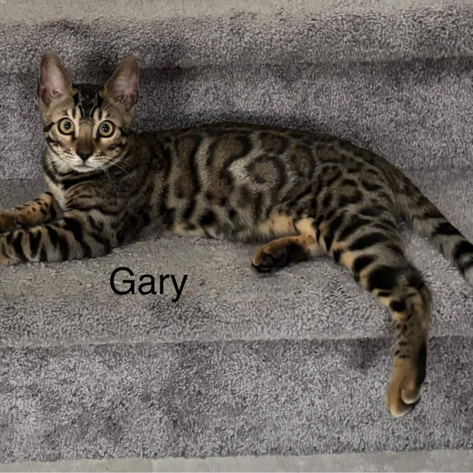 Jen's Cat Care-Lincoln Roseville  Rocklin