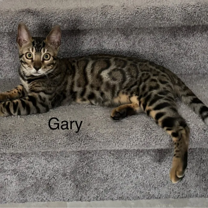 Jen's Cat Care-Lincoln Roseville  Rocklin
