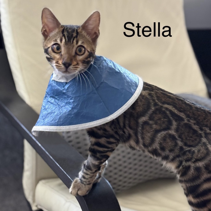 Jen's Cat Care-Lincoln Roseville  Rocklin