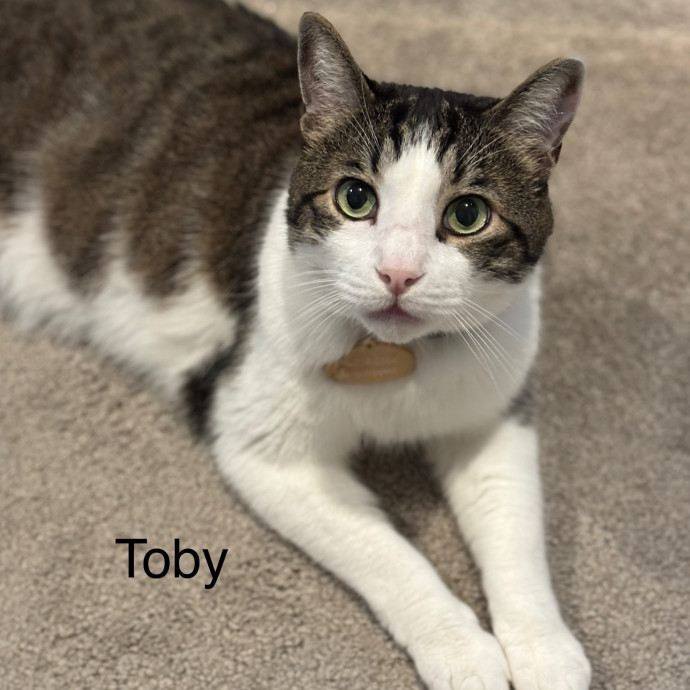 Jen's Cat Care-Lincoln Roseville  Rocklin
