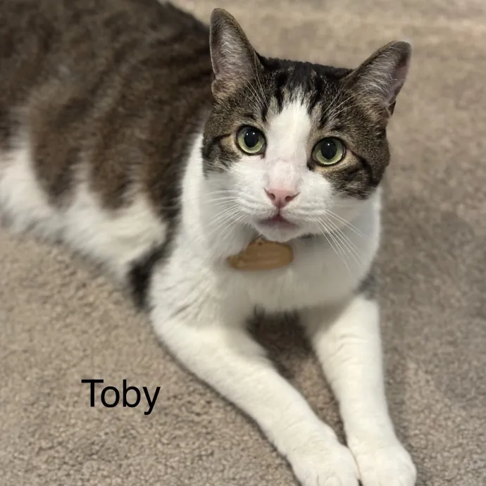 Jen's Cat Care-Lincoln Roseville  Rocklin