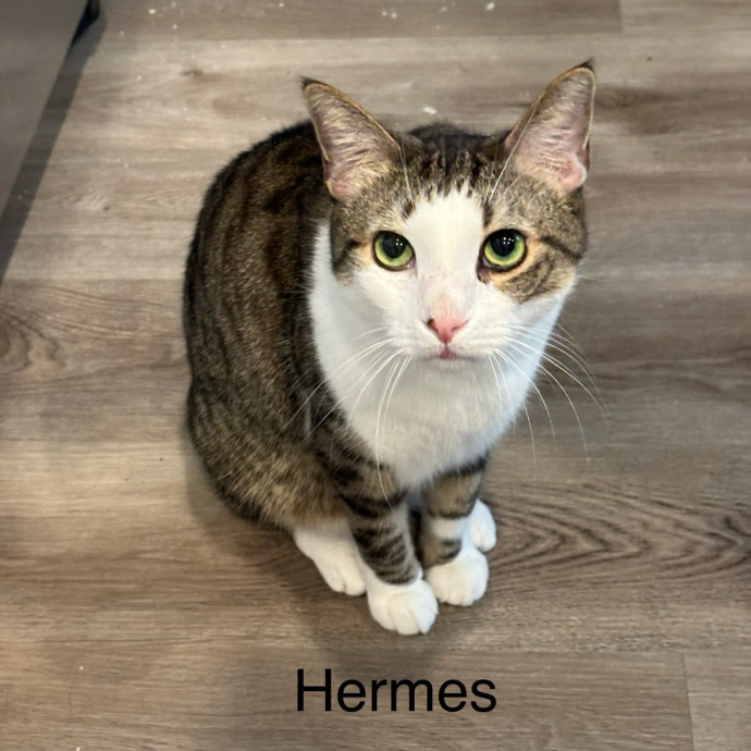 Jen's Cat Care-Lincoln Roseville  Rocklin