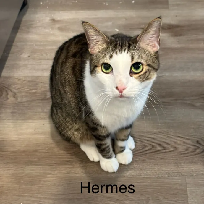 Jen's Cat Care-Lincoln Roseville  Rocklin