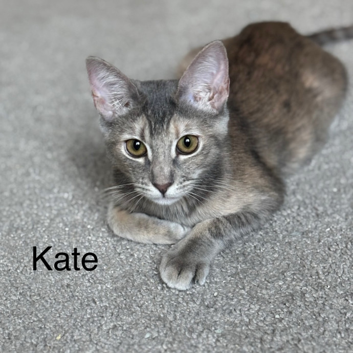 Jen's Cat Care-Lincoln Roseville  Rocklin