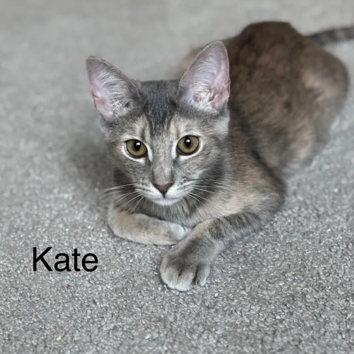 Jen's Cat Care-Lincoln Roseville  Rocklin