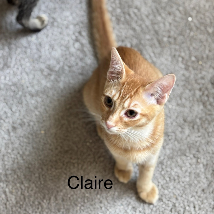 Jen's Cat Care-Lincoln Roseville  Rocklin
