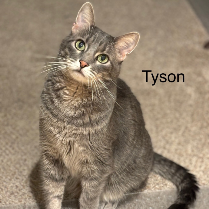 Jen's Cat Care-Lincoln Roseville  Rocklin