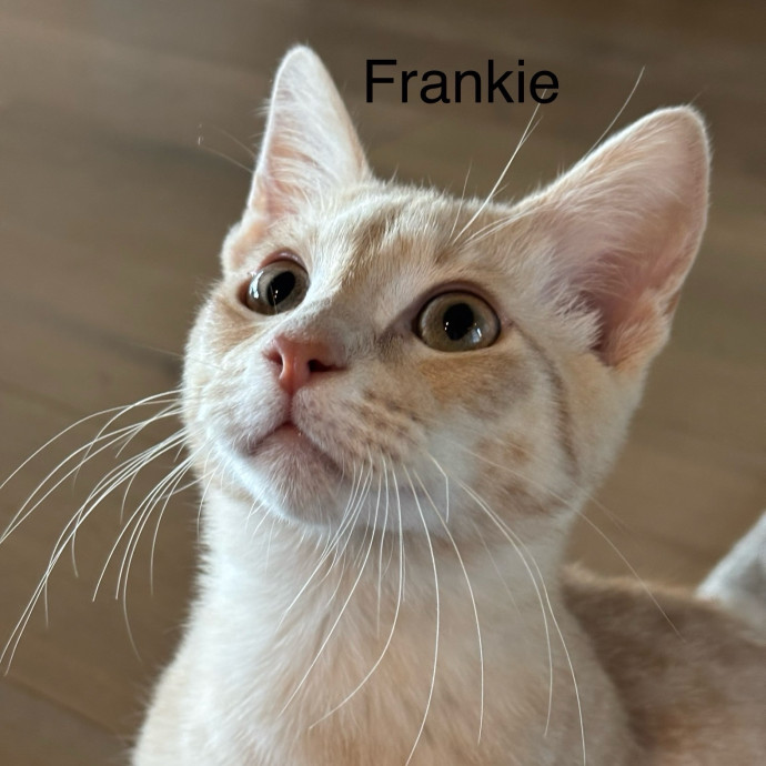 Jen's Cat Care-Lincoln Roseville  Rocklin