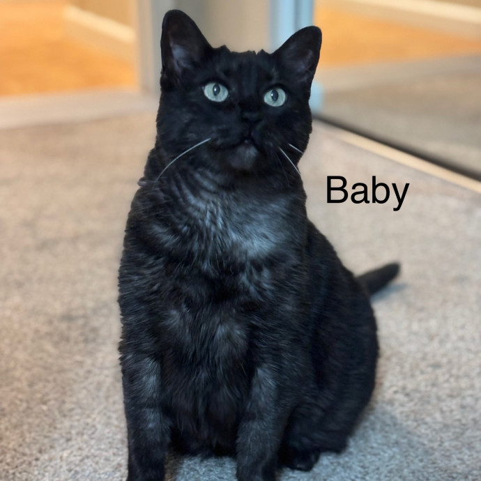 Jen's Cat Care-Lincoln Roseville  Rocklin