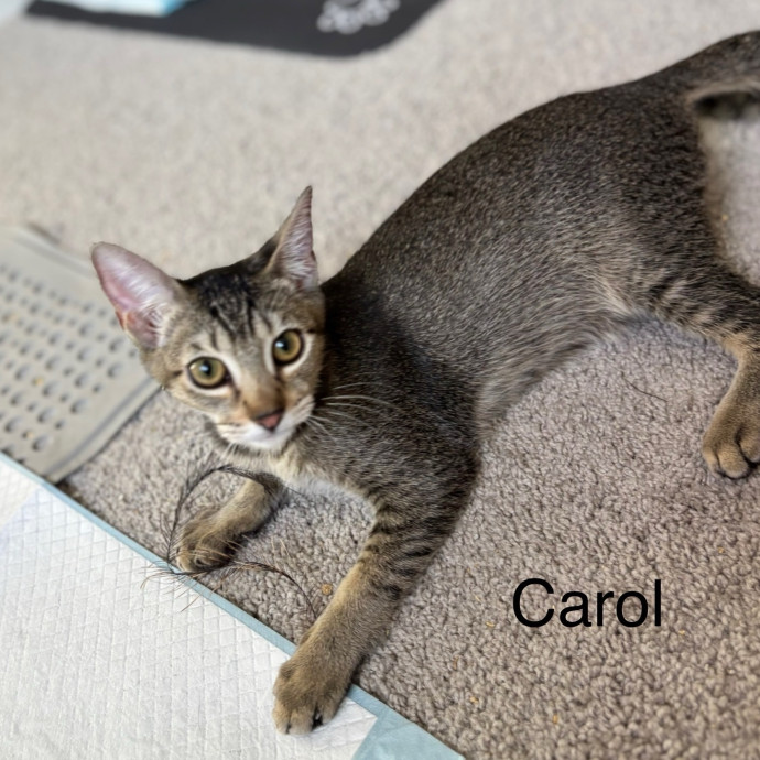 Jen's Cat Care-Lincoln Roseville  Rocklin