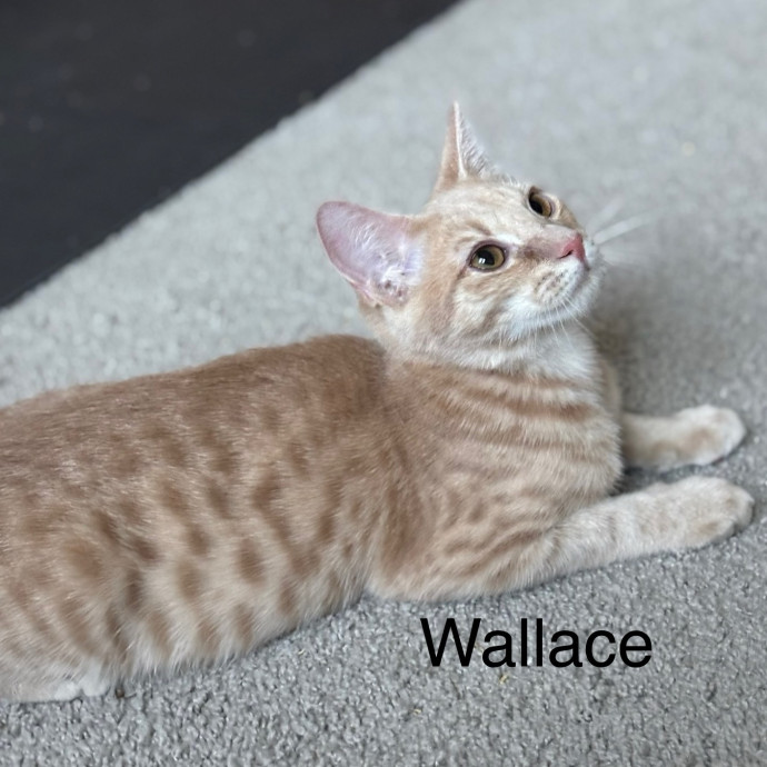 Jen's Cat Care-Lincoln Roseville  Rocklin