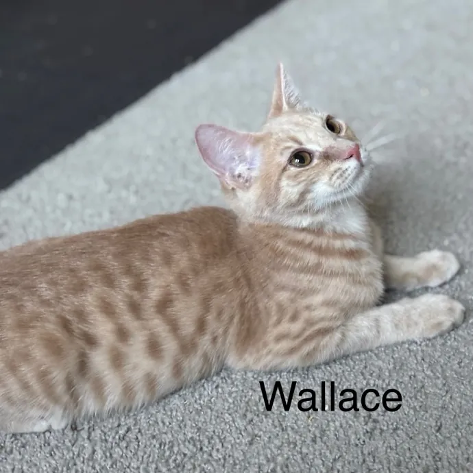 Jen's Cat Care-Lincoln Roseville  Rocklin