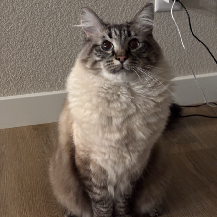 Jen's Cat Care-Lincoln Roseville  Rocklin