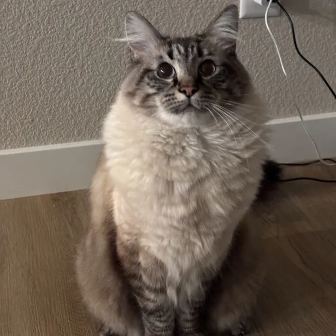 Jen's Cat Care-Lincoln Roseville  Rocklin