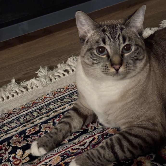 Jen's Cat Care-Lincoln Roseville  Rocklin