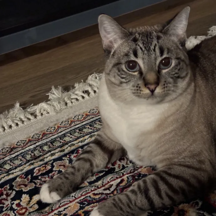 Jen's Cat Care-Lincoln Roseville  Rocklin