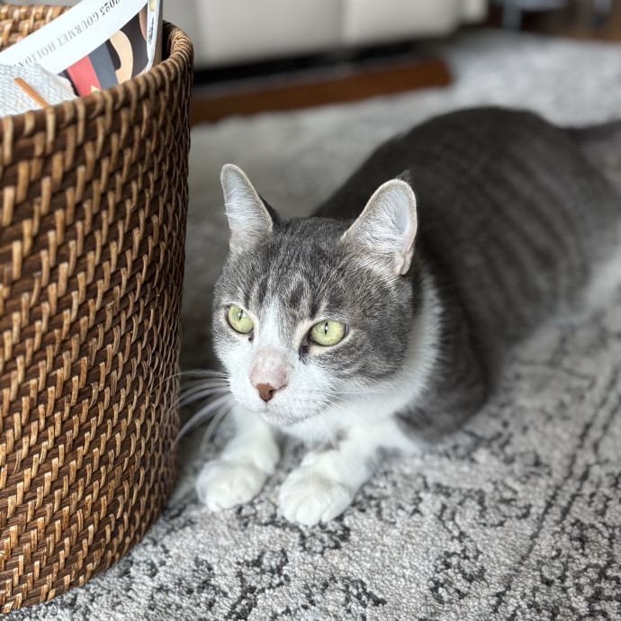 Jen's Cat Care-Lincoln Roseville  Rocklin
