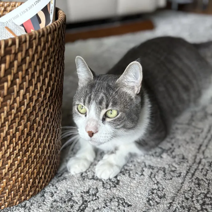 Jen's Cat Care-Lincoln Roseville  Rocklin
