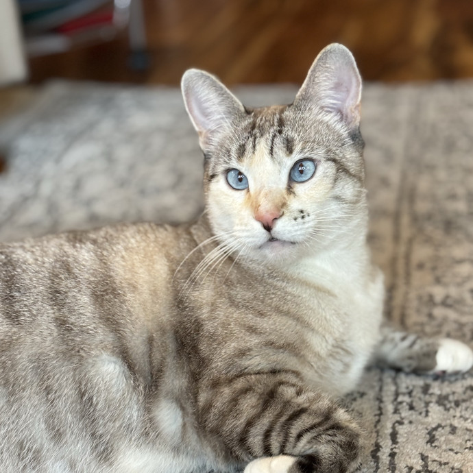 Jen's Cat Care-Lincoln Roseville  Rocklin