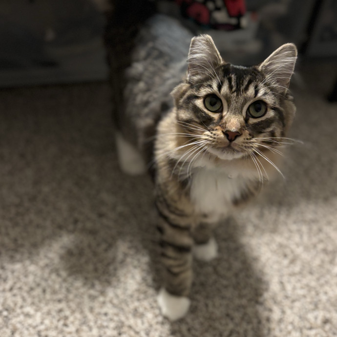 Jen's Cat Care-Lincoln Roseville  Rocklin