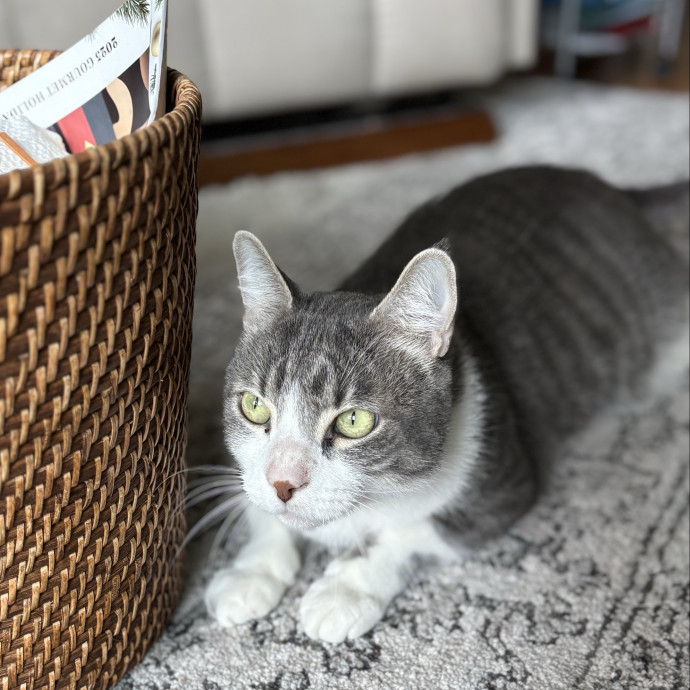 Jen's Cat Care-Lincoln Roseville  Rocklin