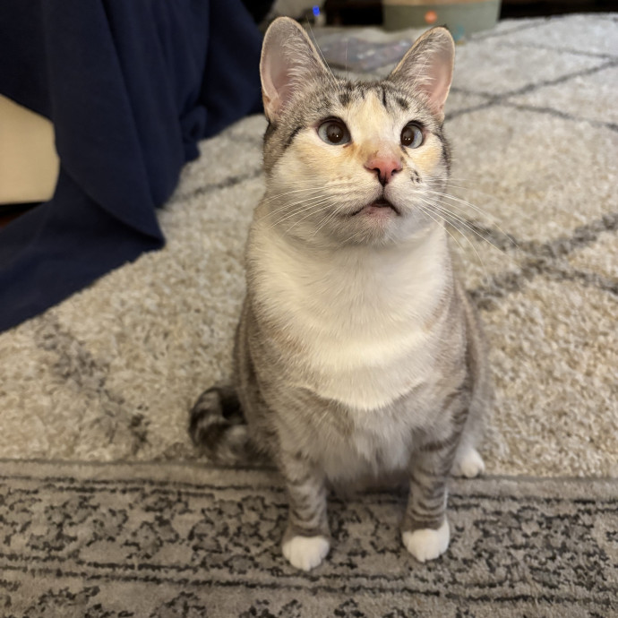 Jen's Cat Care-Lincoln Roseville  Rocklin