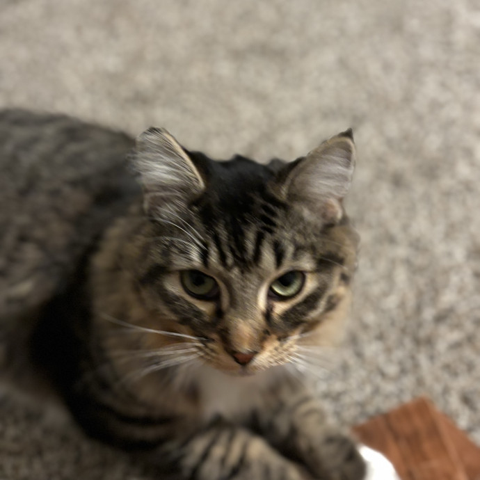 Jen's Cat Care-Lincoln Roseville  Rocklin
