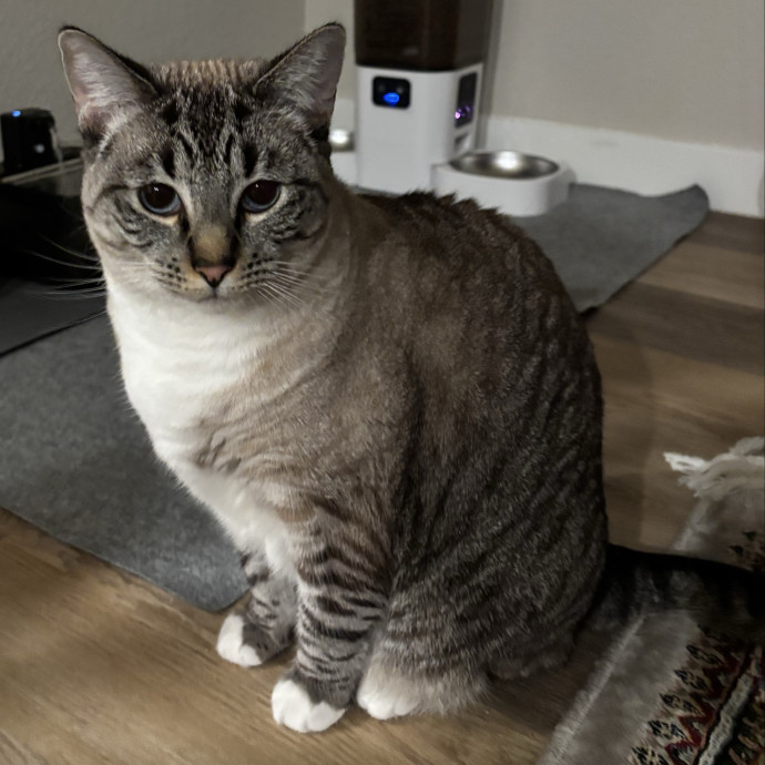 Jen's Cat Care-Lincoln Roseville  Rocklin
