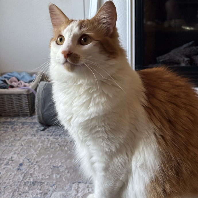 Jen's Cat Care-Lincoln Roseville  Rocklin