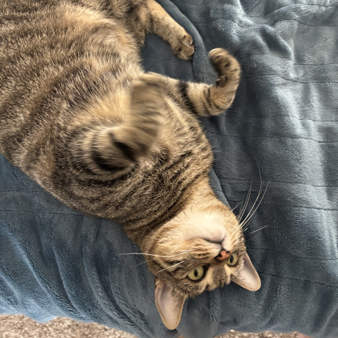 Jen's Cat Care-Lincoln Roseville  Rocklin
