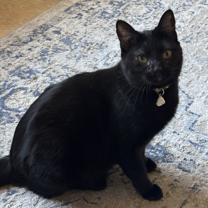 Jen's Cat Care-Lincoln Roseville  Rocklin