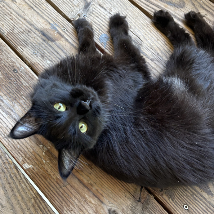 Jen's Cat Care-Lincoln Roseville  Rocklin